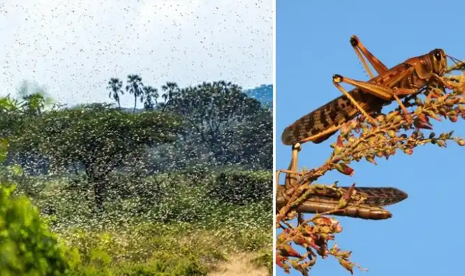 Qué implica la llegada de la "nube" de langostas al territorio argentino 