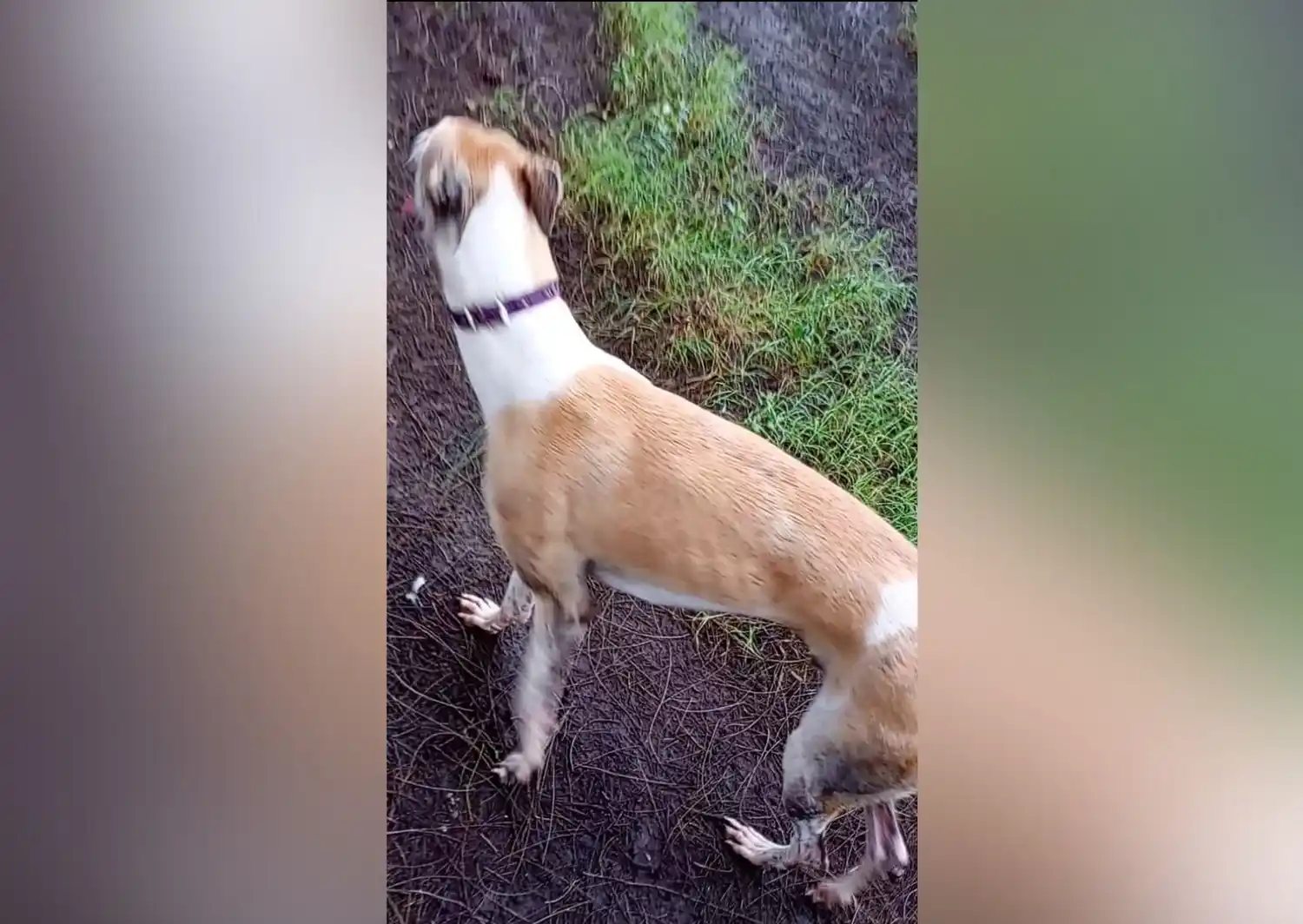 Dueño busca a su perro galgo