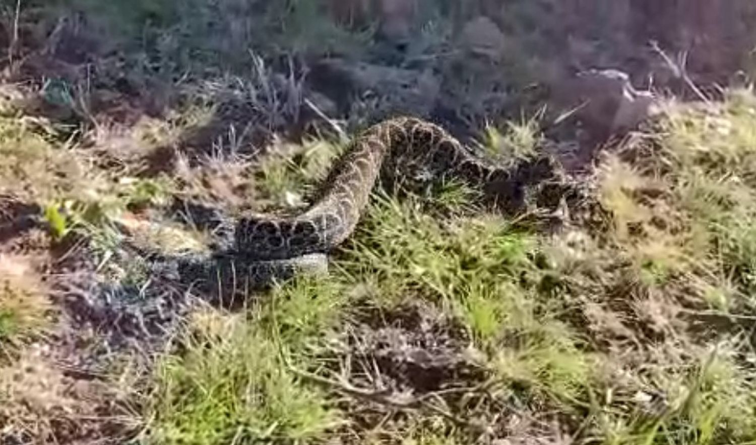 Más de una decena de perros han sido atendidos en Tandil por mordedura de yarará en lo que va del verano