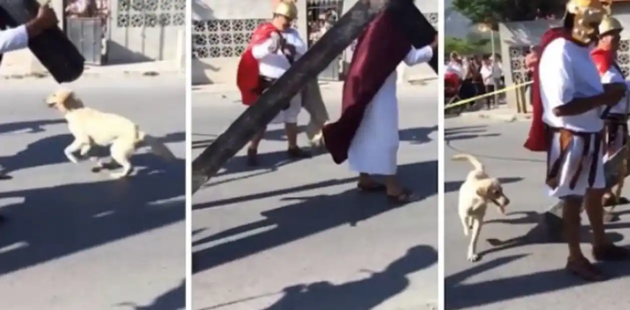 El perro que defendió a "Jesús" durante el Vía Crucis