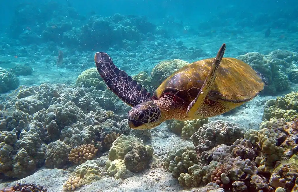 La tortuga verde del Pacífico, una de las especies en peligro de extinción. Foto: Wikipedia.