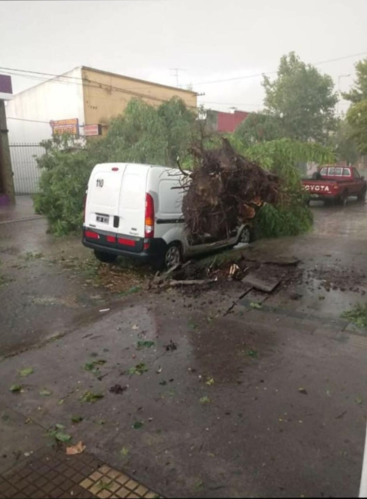 Lobería destrozos - 1