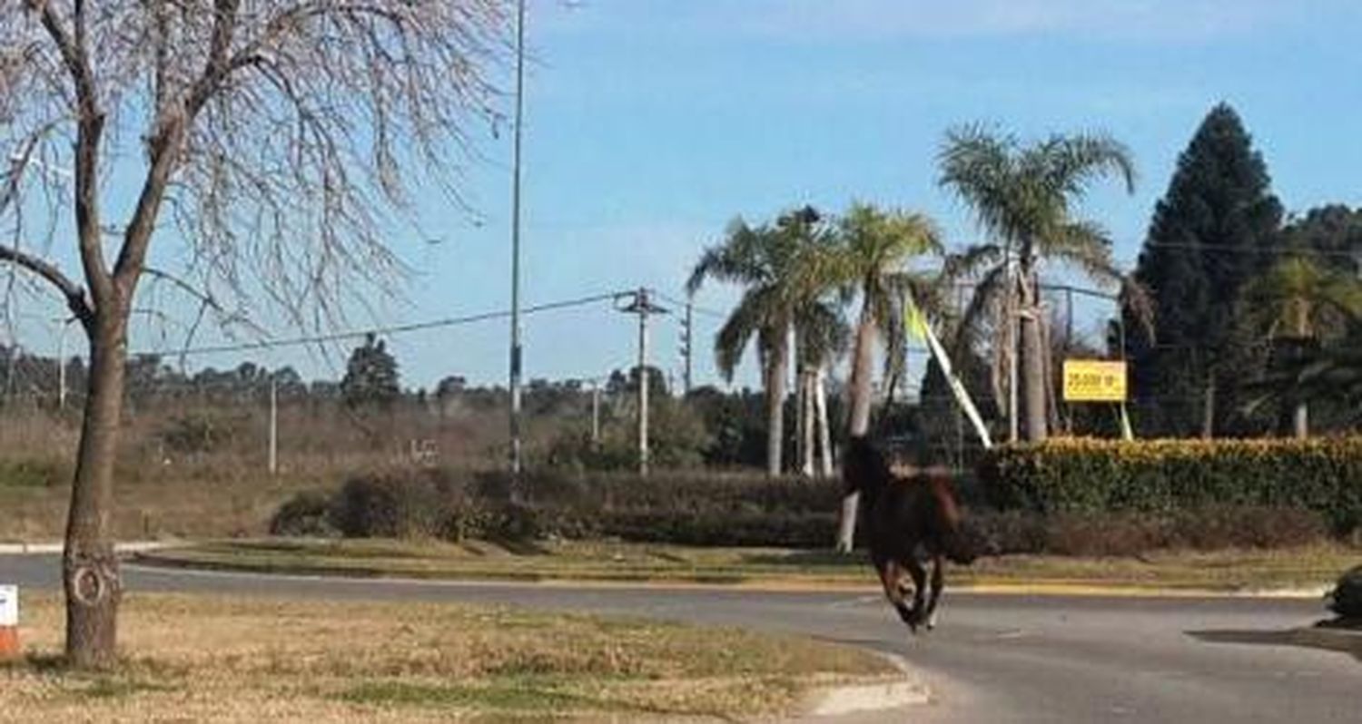 ¡Peligro, caballos sueltos!