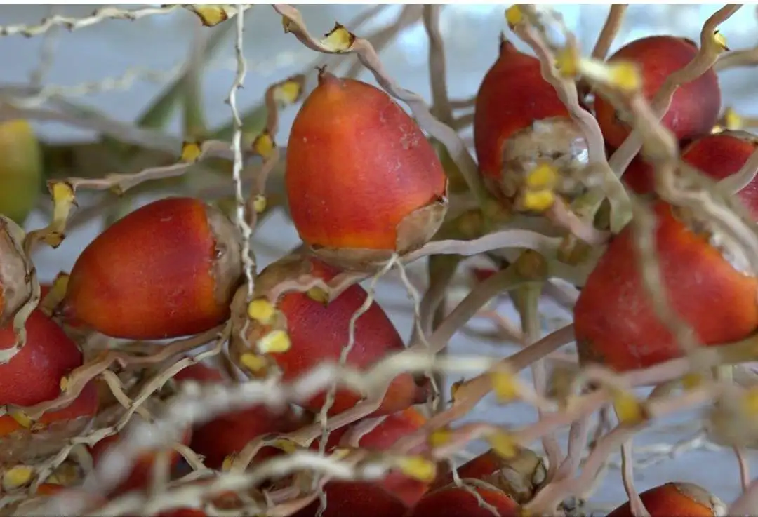 Por investigaciones de la Facultad de Bromatología, el fruto de yatay se incorporó al Código Alimentario Argentino