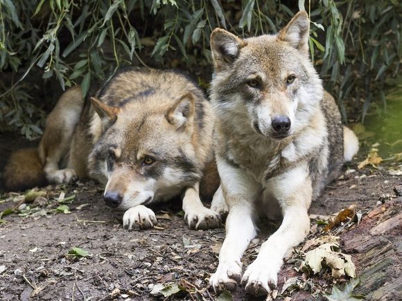 Confirman el primer híbrido de lobo y perro en Grecia