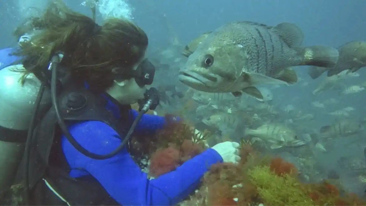 Proponen un circuito de buceo para homenajear la gesta de Malvinas