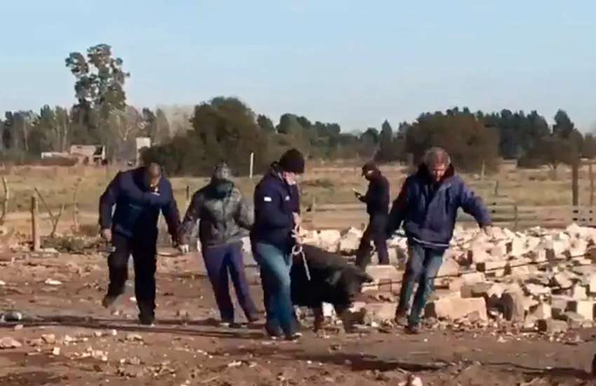 Clausuran un criadero de cerdos clandestino en zona norte y secuestran seis animales