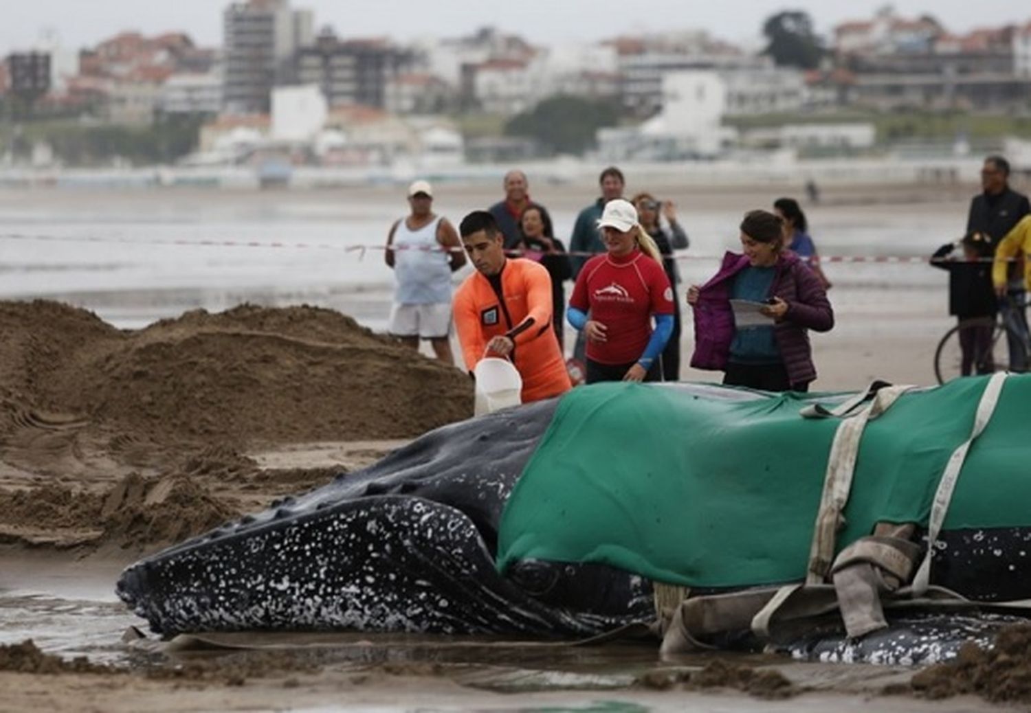 Continúan las tareas para devolver al mar a una ballena en Punta Mogotes