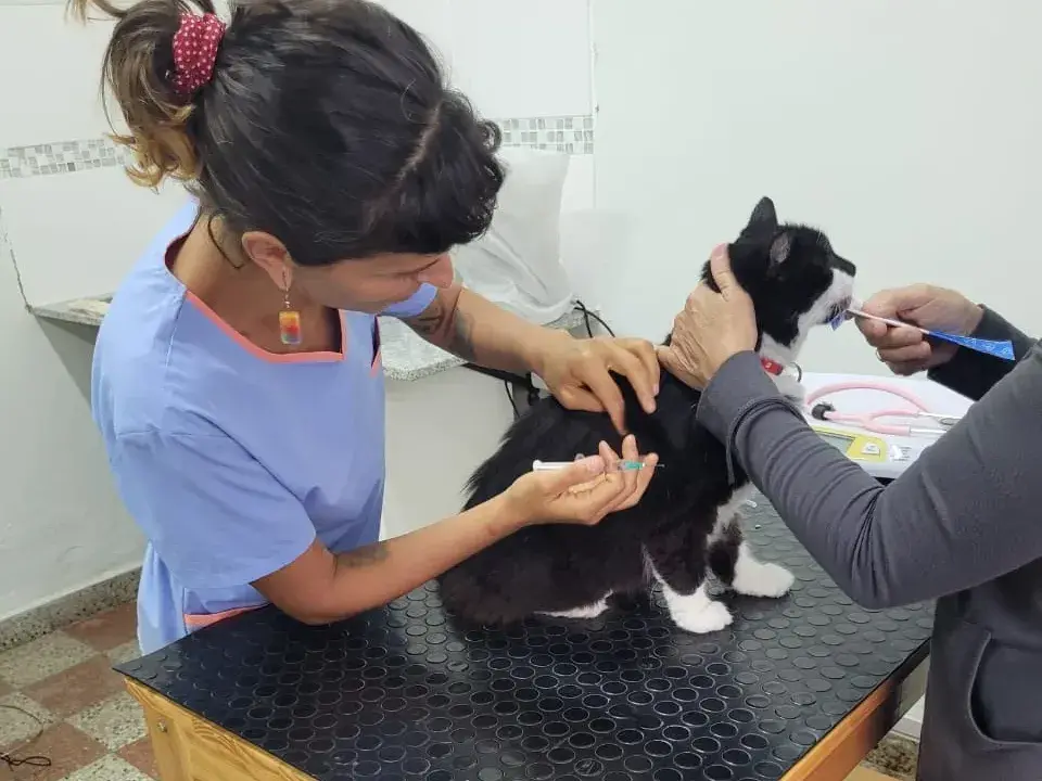 Día del Gato: ¿tu gato toma poca agua? Una veterinaria explica cómo prevenir problemas urinarios