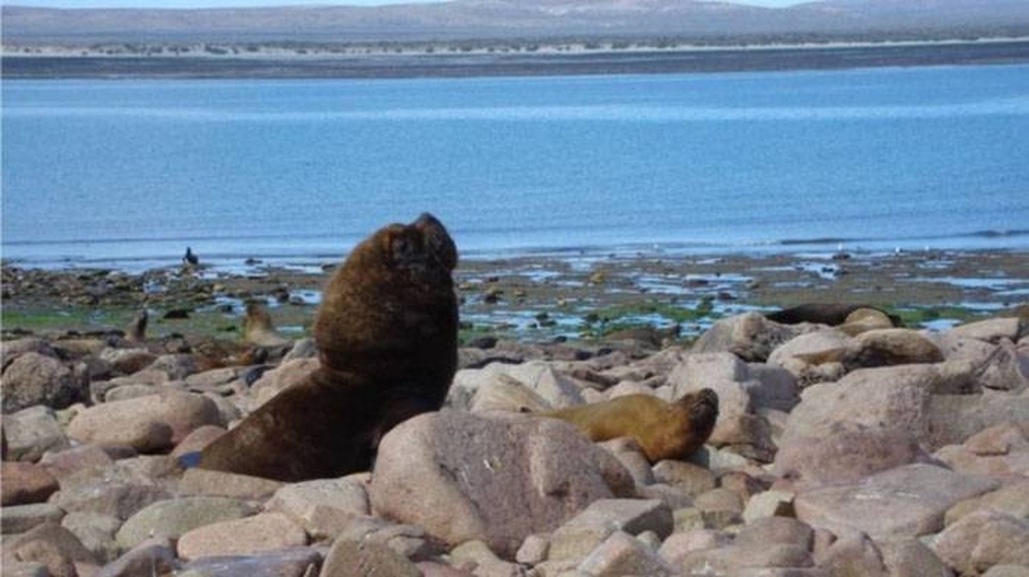 Avances en la creación del Parque Nacional Islote Lobos