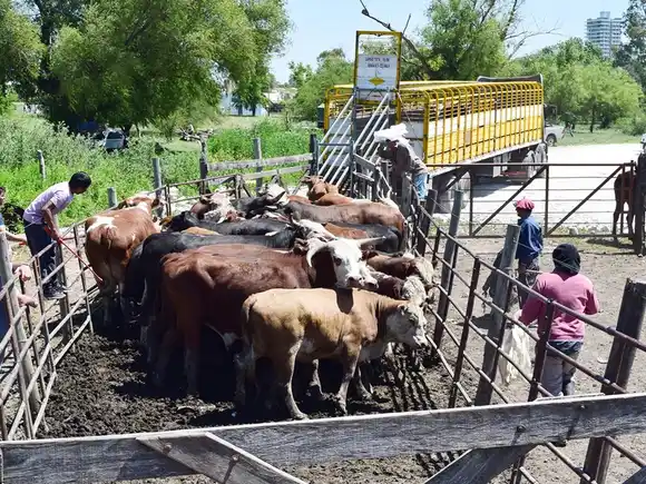 A un año de vigencia, se emitieron 160.000 Documentos Únicos de Tránsito al transportar más de 7,8 millones de animales