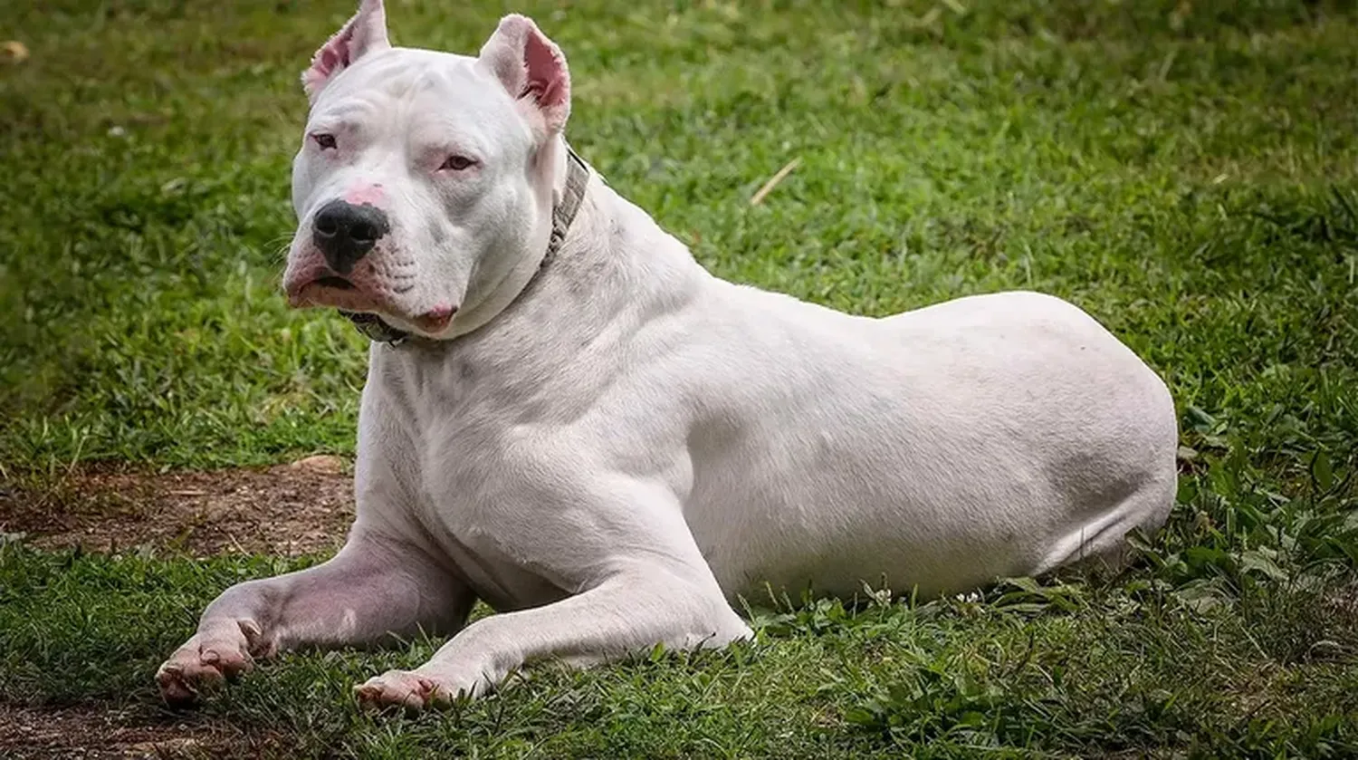 Una adolescente de 15 años murió tras ser atacada por dos dogos en Córdoba