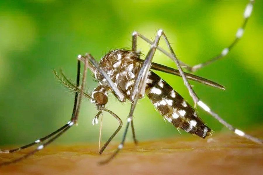 Científicos argentinos revelan cómo el mosquito que transmite el dengue sobrevive al frío