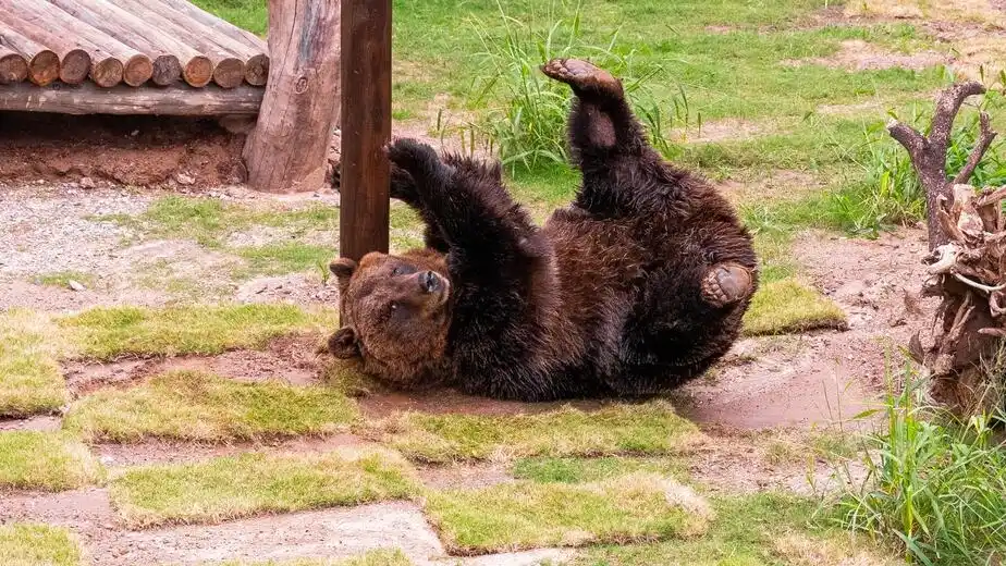 El oso Koda del Parque de la Biodiversidad.