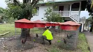 Al mejor estilo de Pablo Escobar: alias Toño del TREN DE ARAGUA, tenía más de 300 gallos de pelea (+Video)