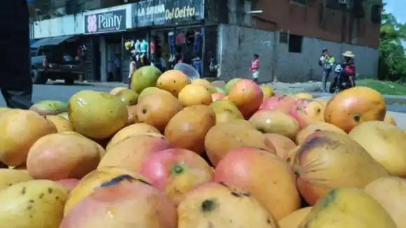 Habitantes de Delta Amacuro palian la crisis comiendo y vendiendo mangos