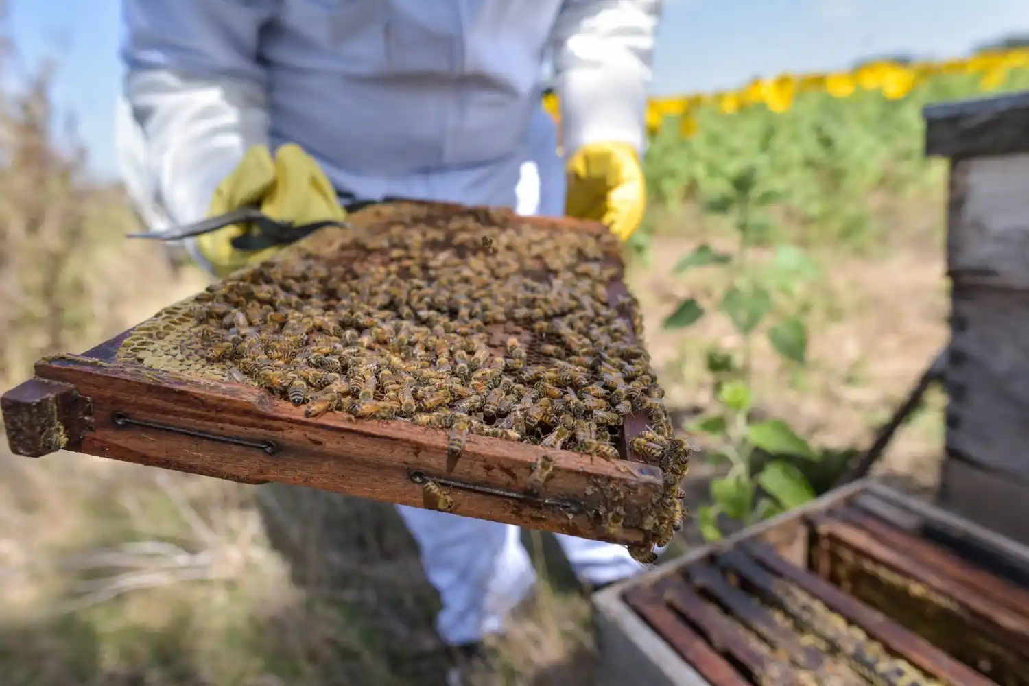 Actualmente, Mar del Plata produce más de 1200 toneladas de miel al año, cuenta con 223 productores registrados y 32.500 colmenas activas.