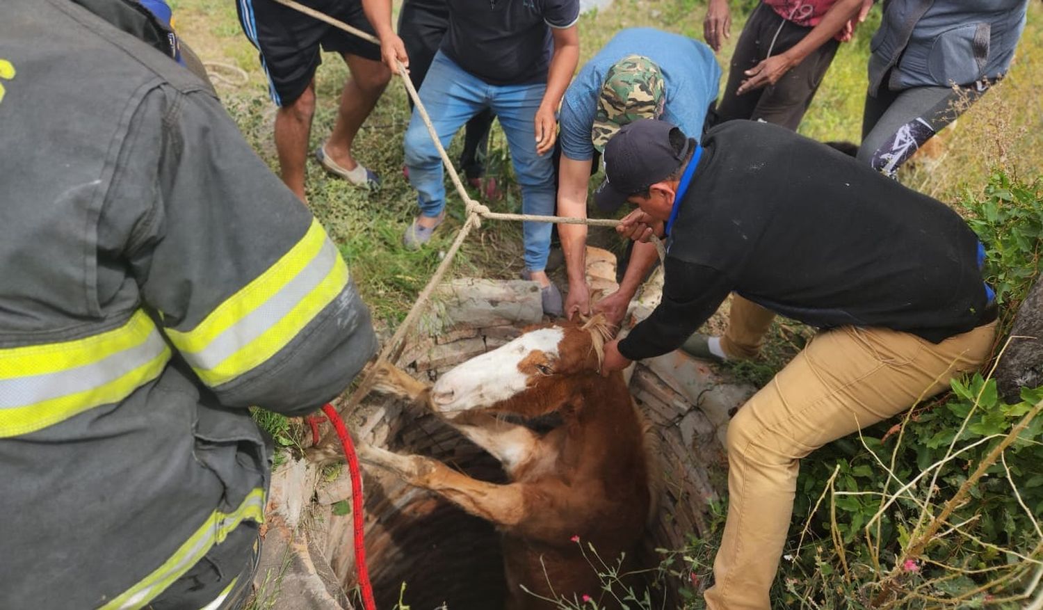 Bomberos rescataron un equino atrapado en un pozo negro en Vera