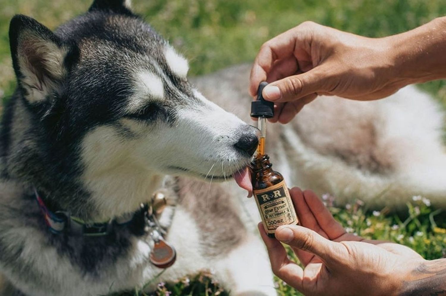 Crece el uso medicinal del cannabis en mascotas y piden su reglamentación