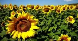 En crecimiento: Estiman que se sembrarán 5.000 hectáreas de girasol en Entre Ríos