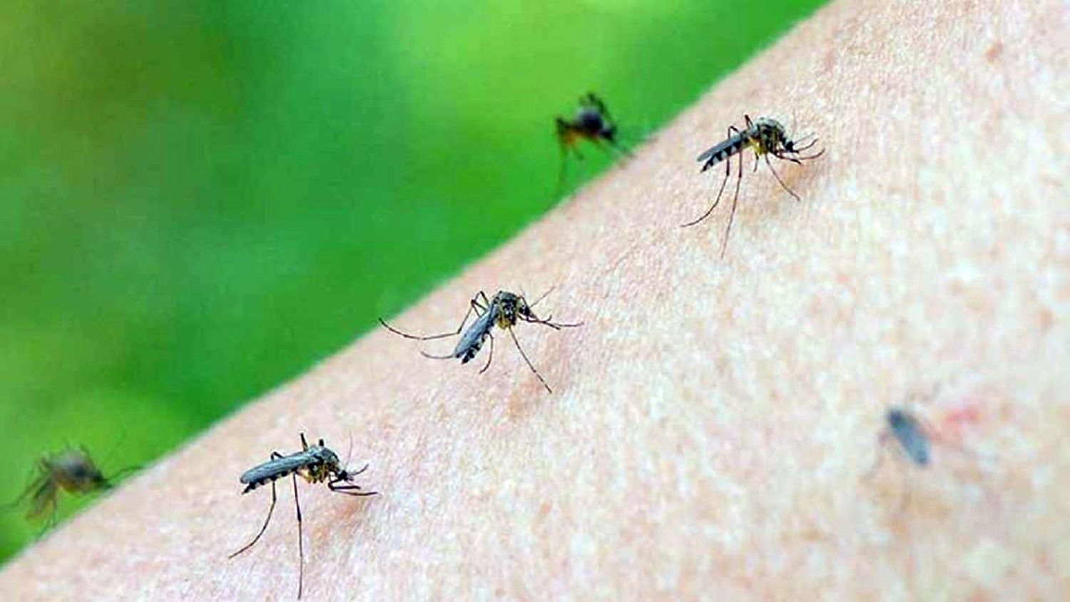 Mosquitos