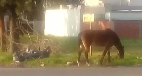 Caballo suelto en Obligado y Santana