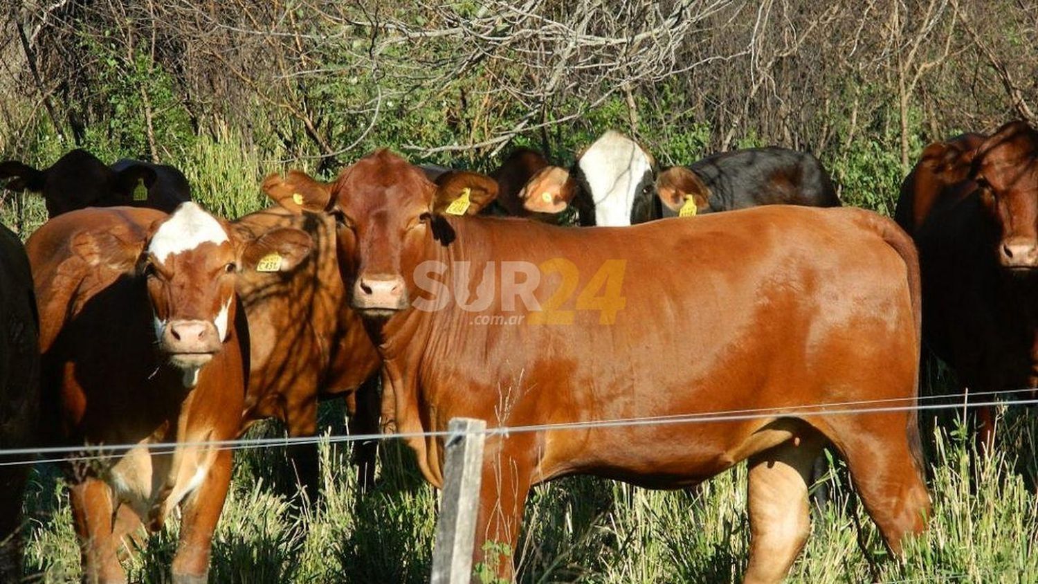 Roban 4 vaquillonas, un perro y herramientas en un campo de Elortondo