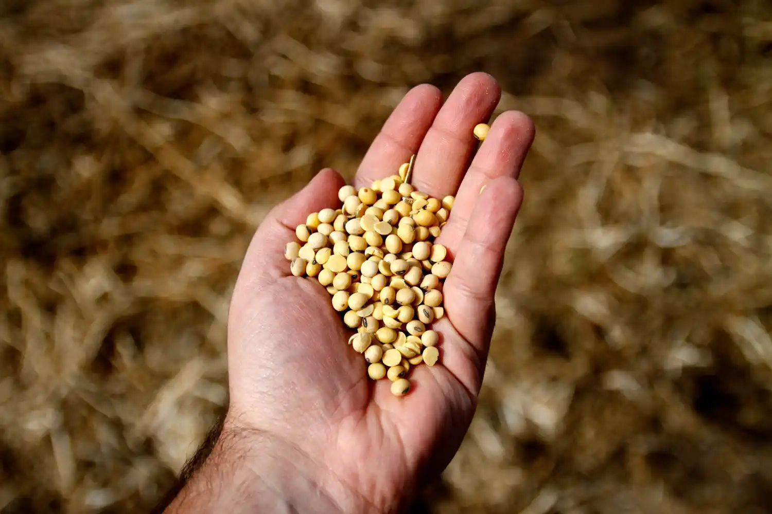 Argentina se consolida como referente en la producción de semillas de calidad