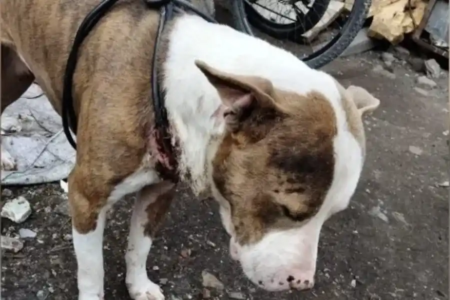 Ataba a su perro en mal estado con un cable y fue detenido en barrio Ludueña