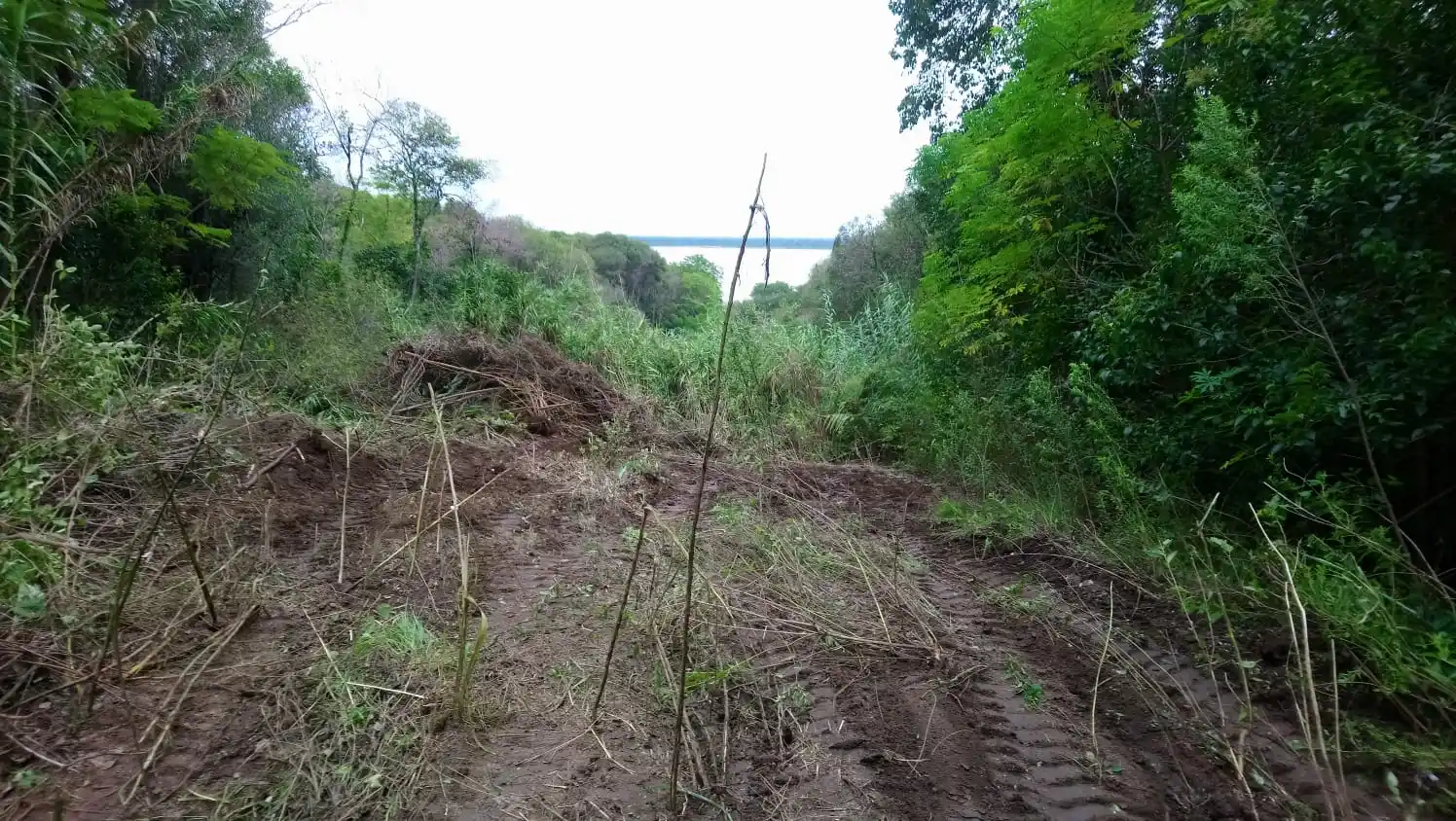El Estado refuerza los controles para combatir los desmontes y proteger los bosques nativos