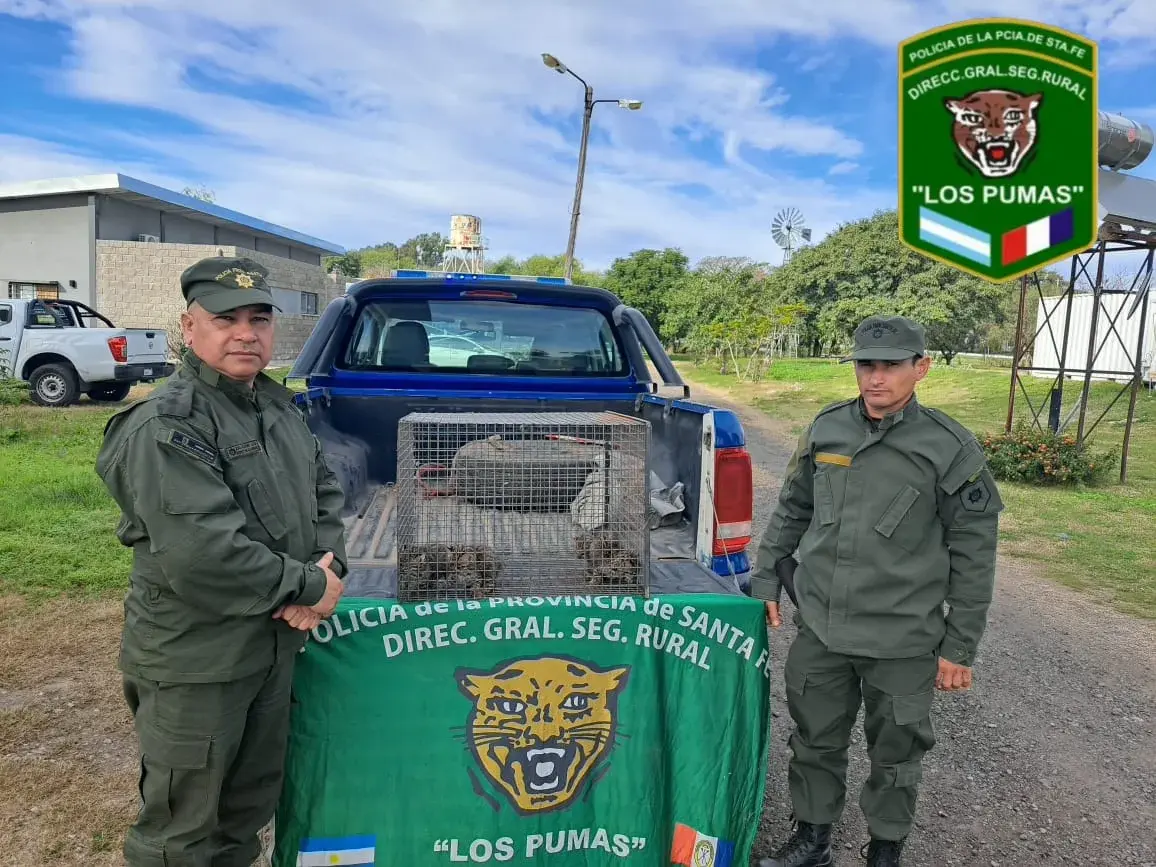 Los Pumas rescataron cuatro cachorros de gato montés en la zona rural de Montes de Oca