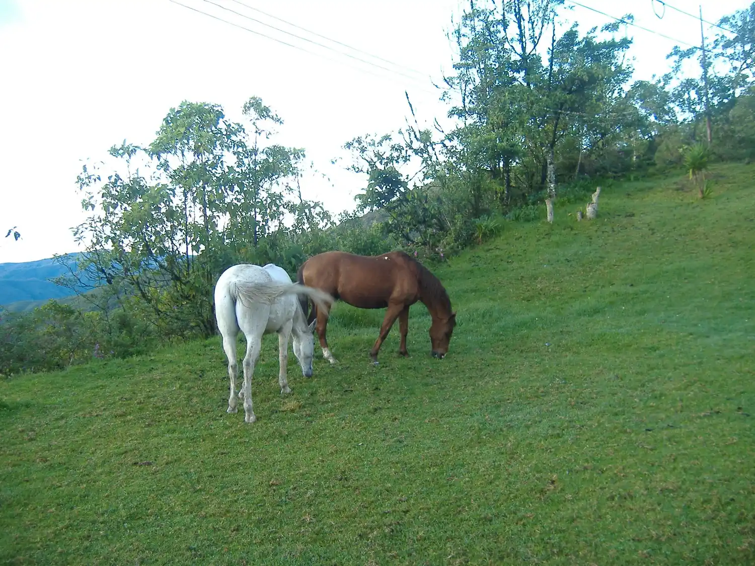 ¡INTENTÓ AYUDAR A LOS EQUINOS! Mueren electrocutados un joven de 15 años y dos caballos en Aragua