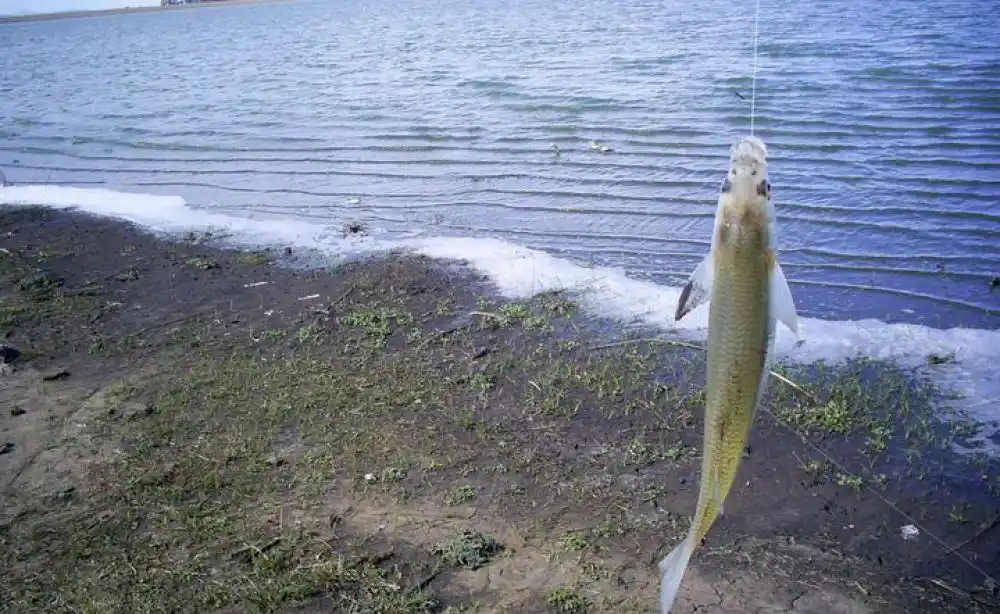 Veda de pesca de pejerrey en la Provincia de Buenos Aires