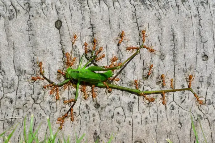 Fotografías de vida silvestre 2021