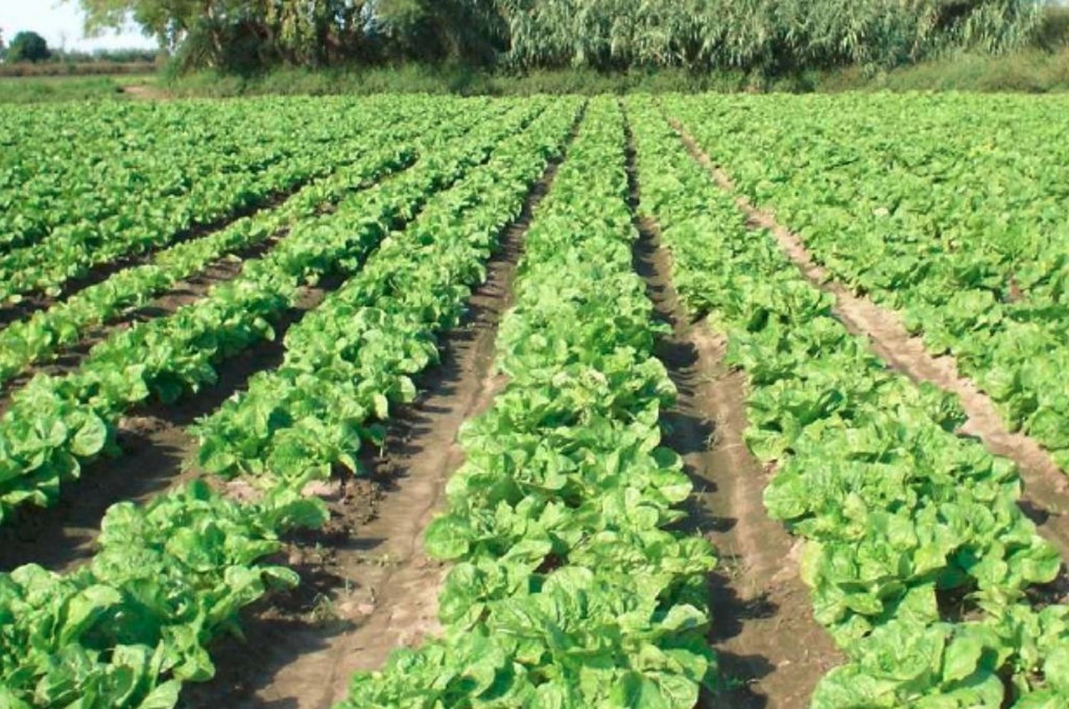 Ley de agricultura periurbana para fortalecer los cinturones verdes