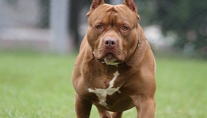 Mar del Plata: Decreto para regular tenencia de “perros peligrosos” y aplicar multas