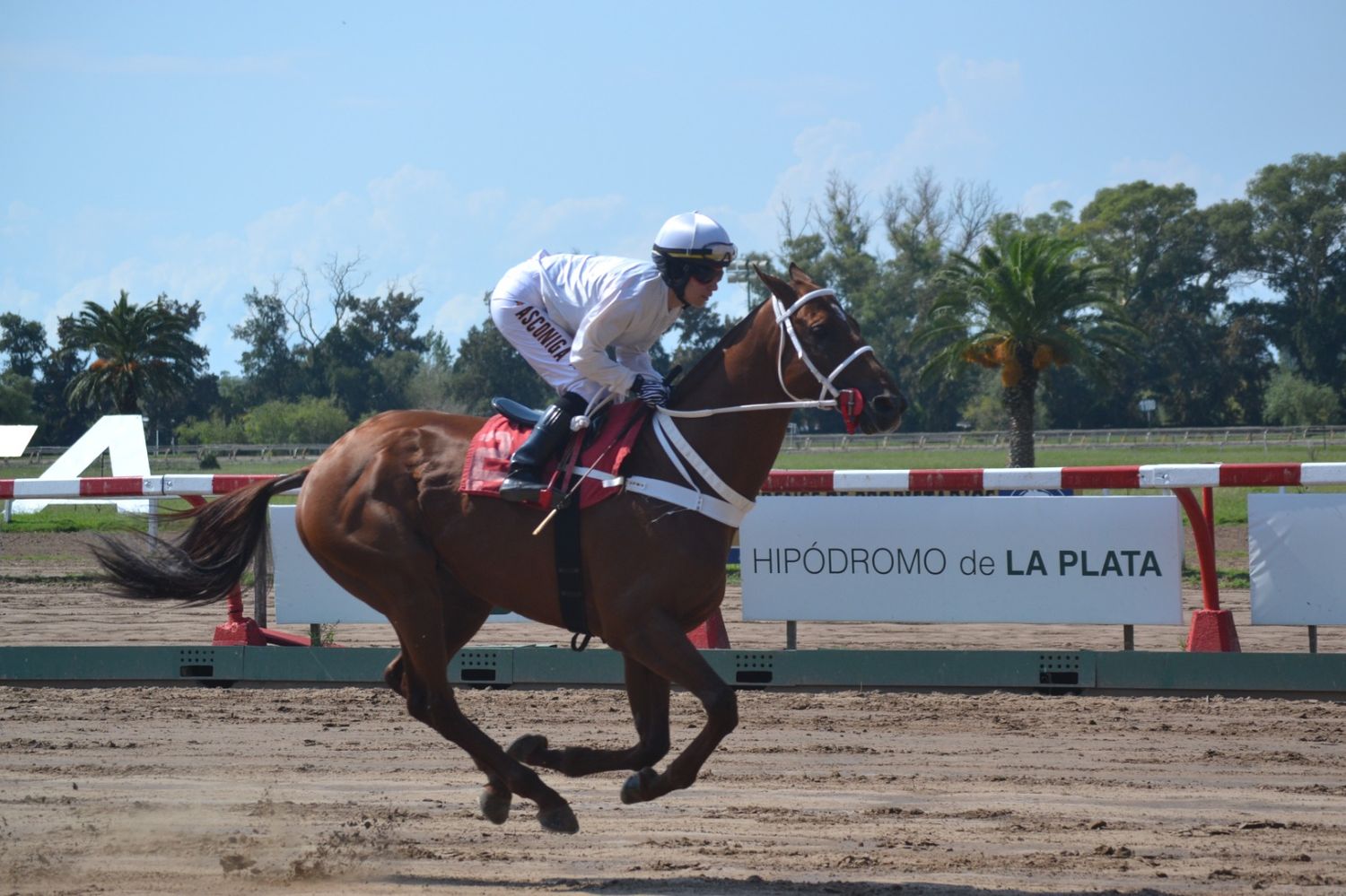 Encefalomielitis Equina: Qué dijeron desde el Hipódromo de La Plata