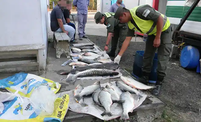 Zárate: Gendarmería secuestra pescado de contrabando