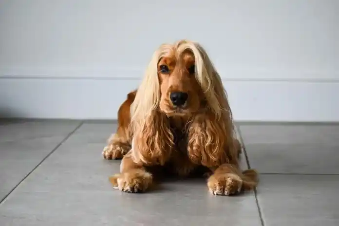 Cocker pelo largo