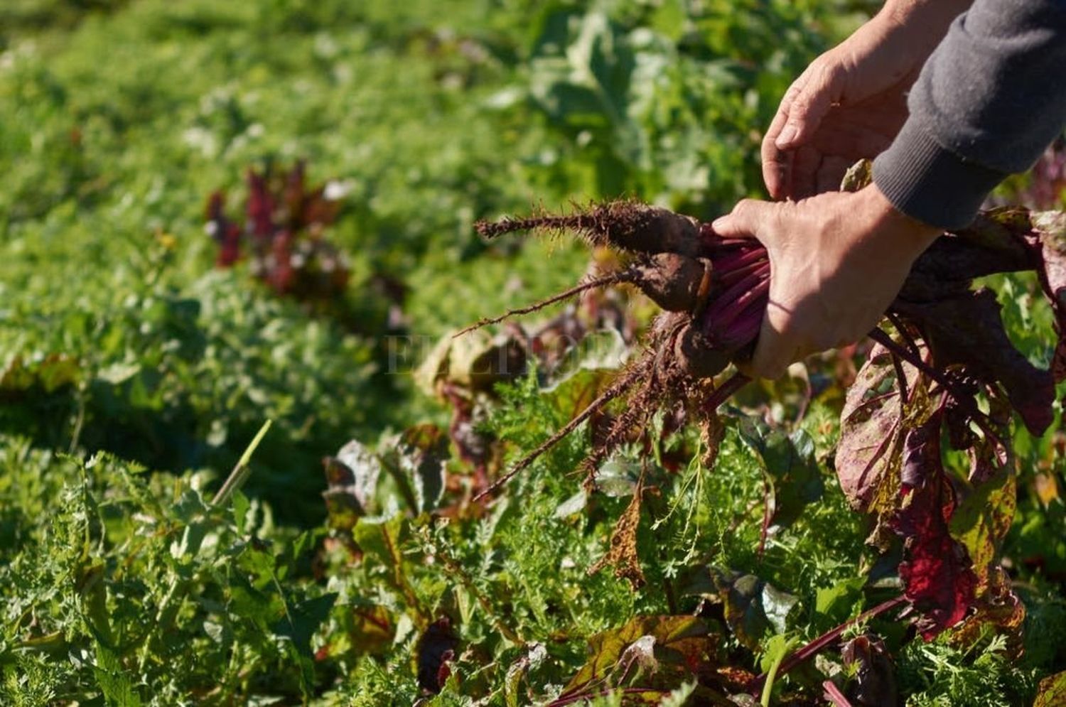 Nueva etapa para la huerta familiar santafesina