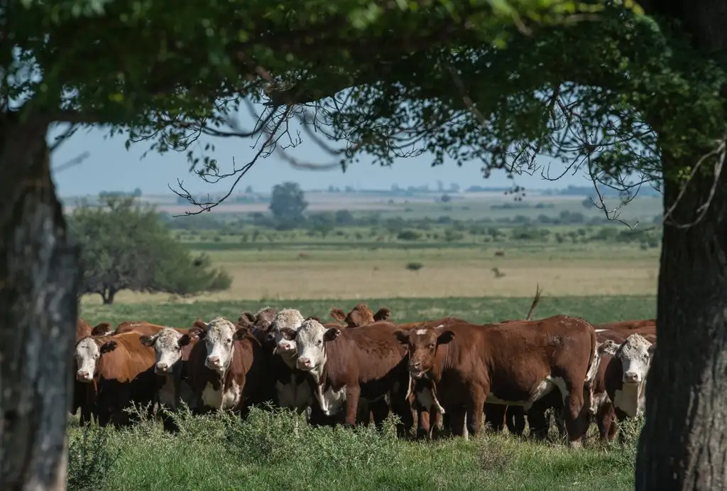 Derogaron varias normas y estimaron que la decisión tendrá impacto en la industria ganadera y la pesca