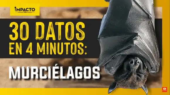 30 datos en 4 minutos: murciélagos