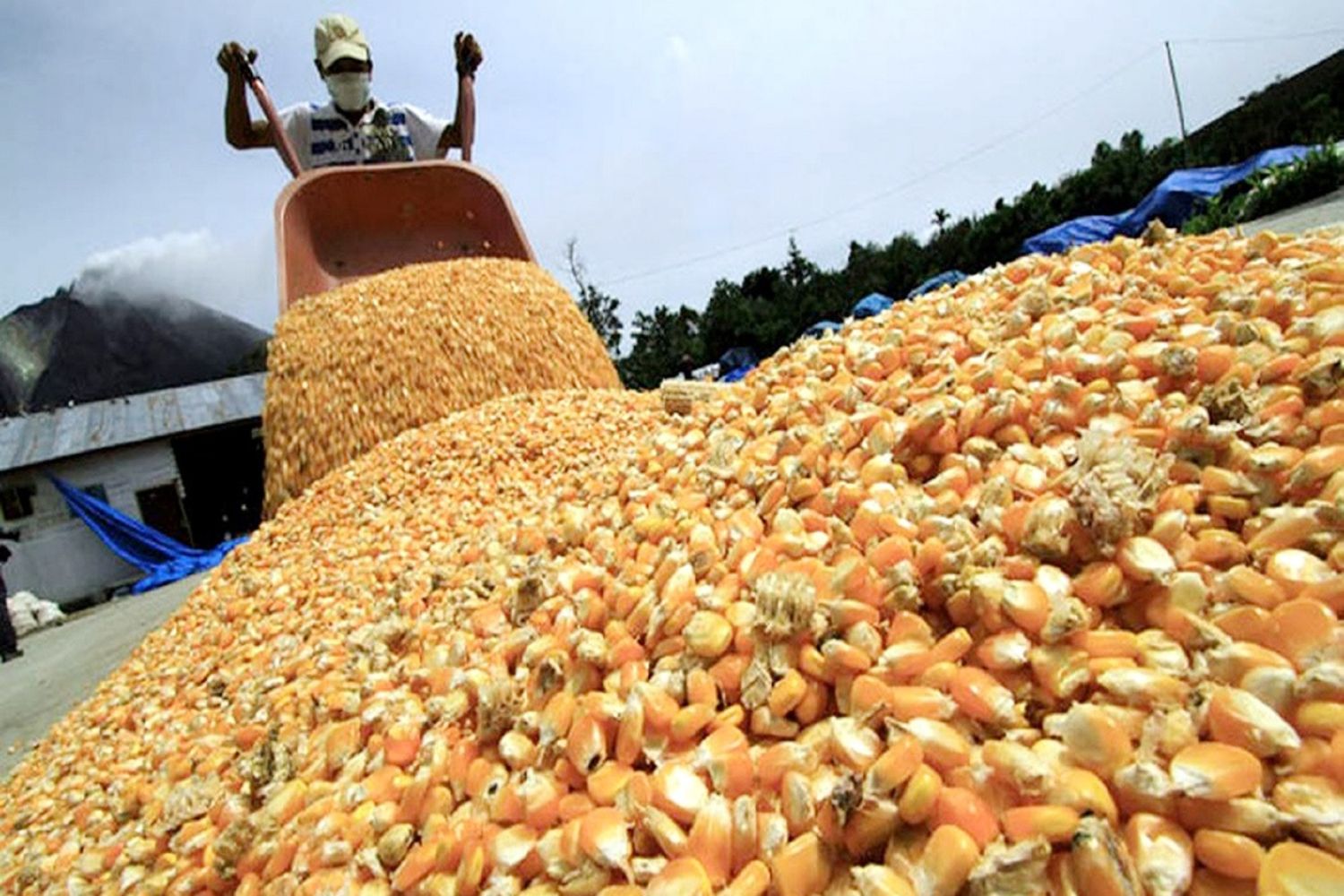 Investigadores, científicos y productores suman su presencia al Congreso de Maíz