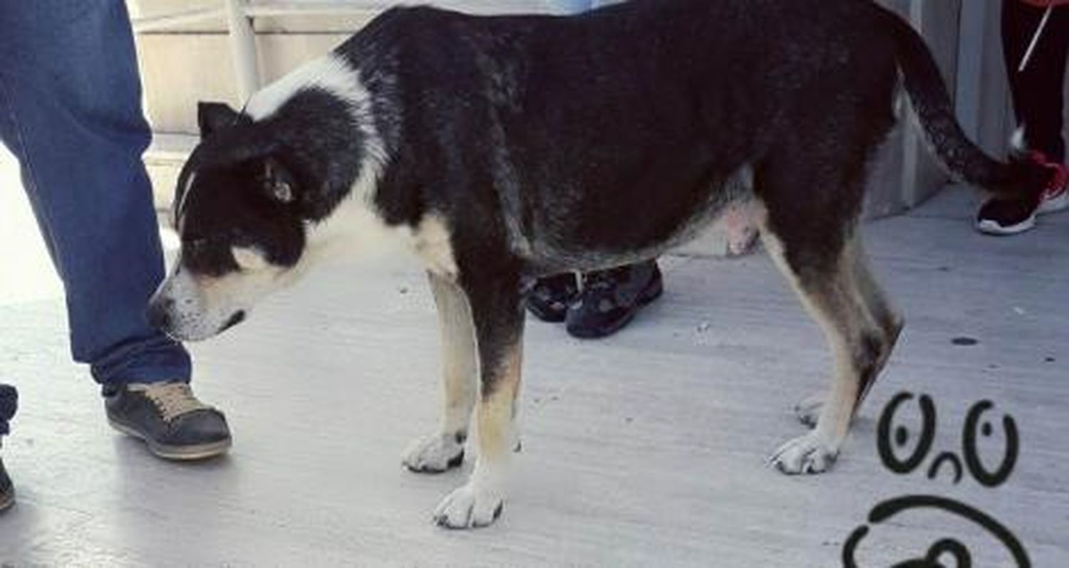 Piden medidas contra perro que muerde en la zona céntrica