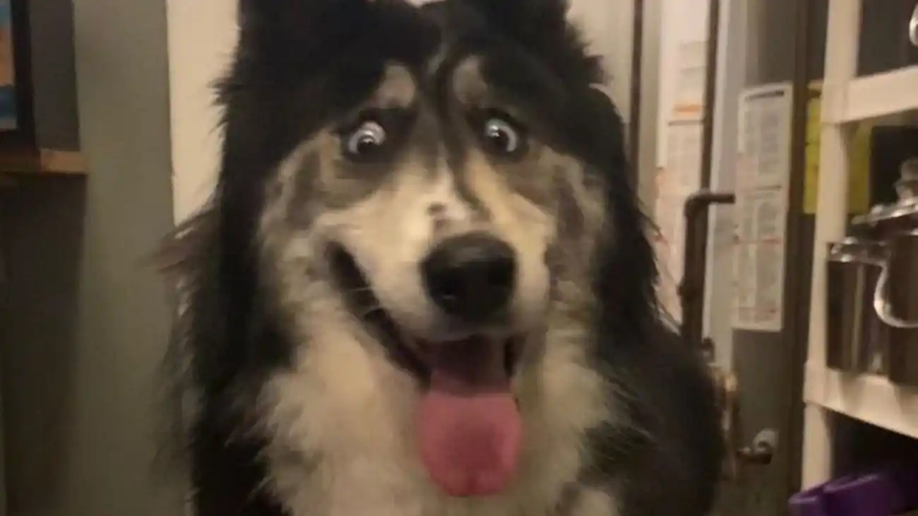 La conmovedora historia de la perra que nadie quería adoptar por su "mirada de loca"
