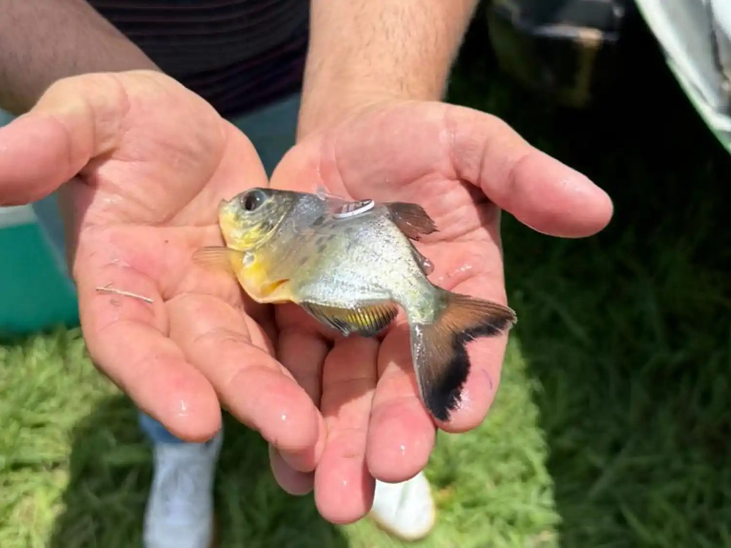 Liberaron 300 ejemplares de pacú en el Paraná Medio para reforzar especies nativas en Entre Ríos
