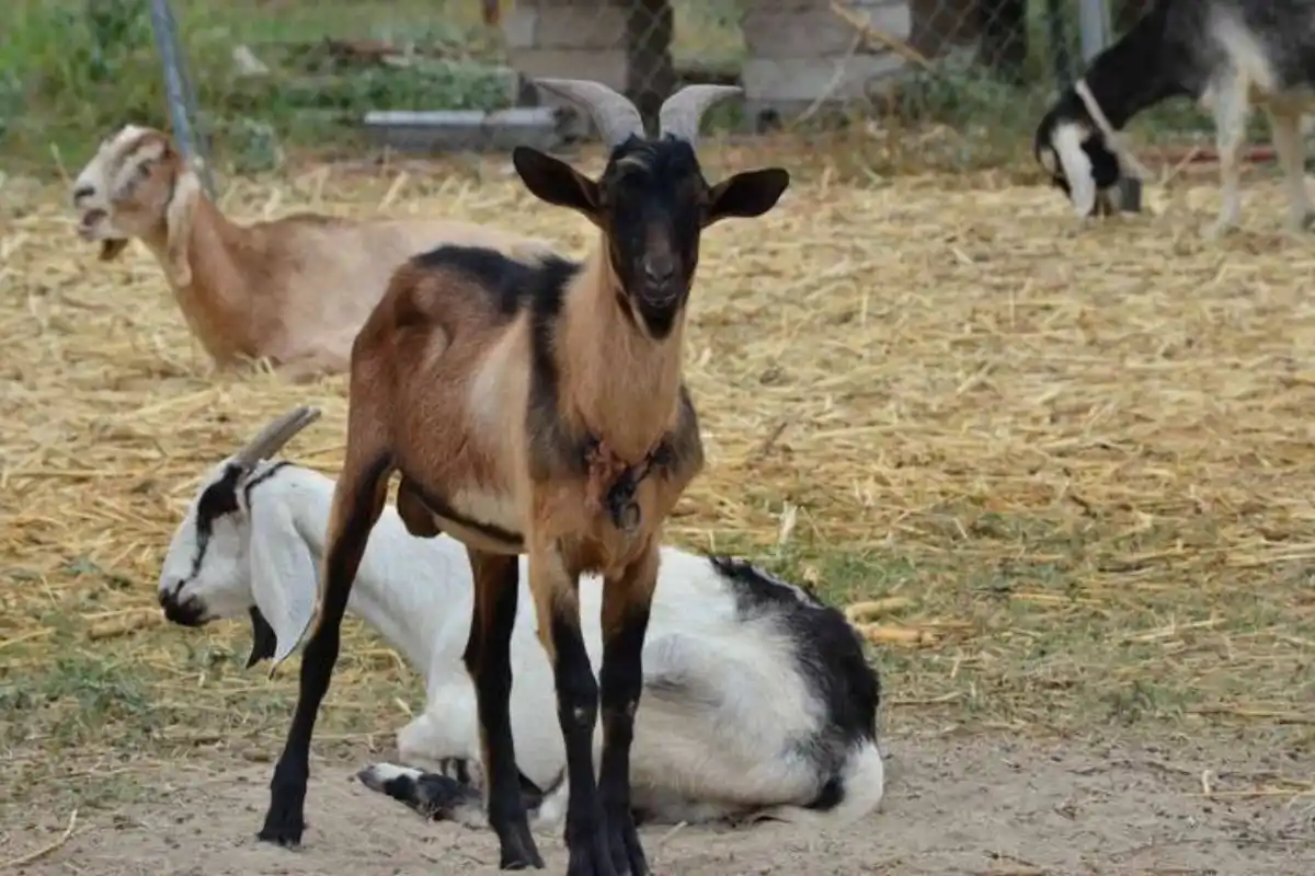 La producción de caprinos es muy apropiada para desarrollarse en pequeñas superficies.