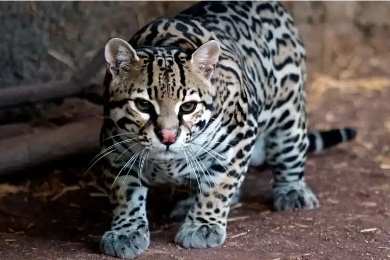 Hallaron un ocelote atropellado sobre Ruta 11 en Gualeguay: una especie “vulnerable”