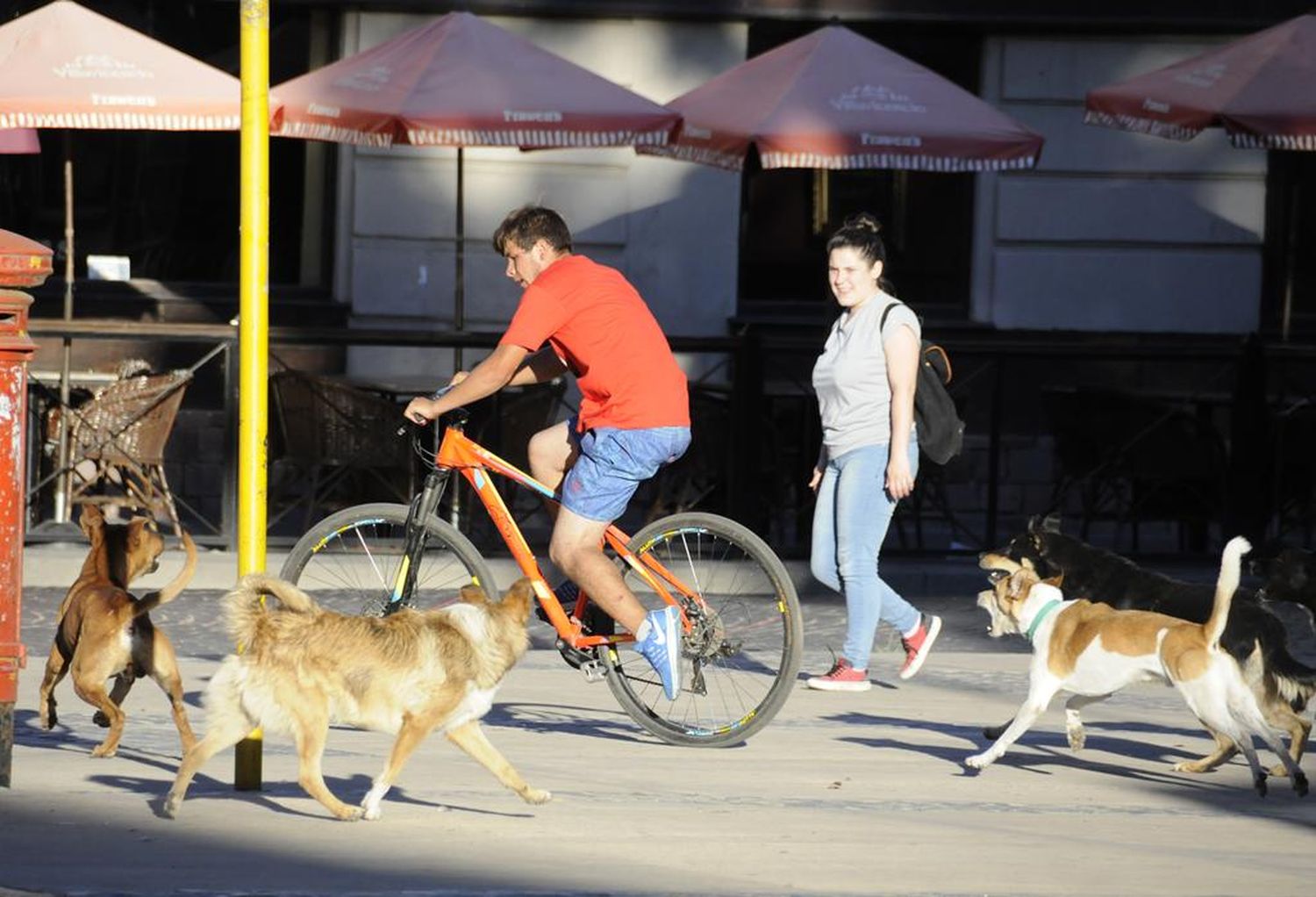 Aseguran que bajó la cantidad de denuncias por mordeduras de perros callejeros