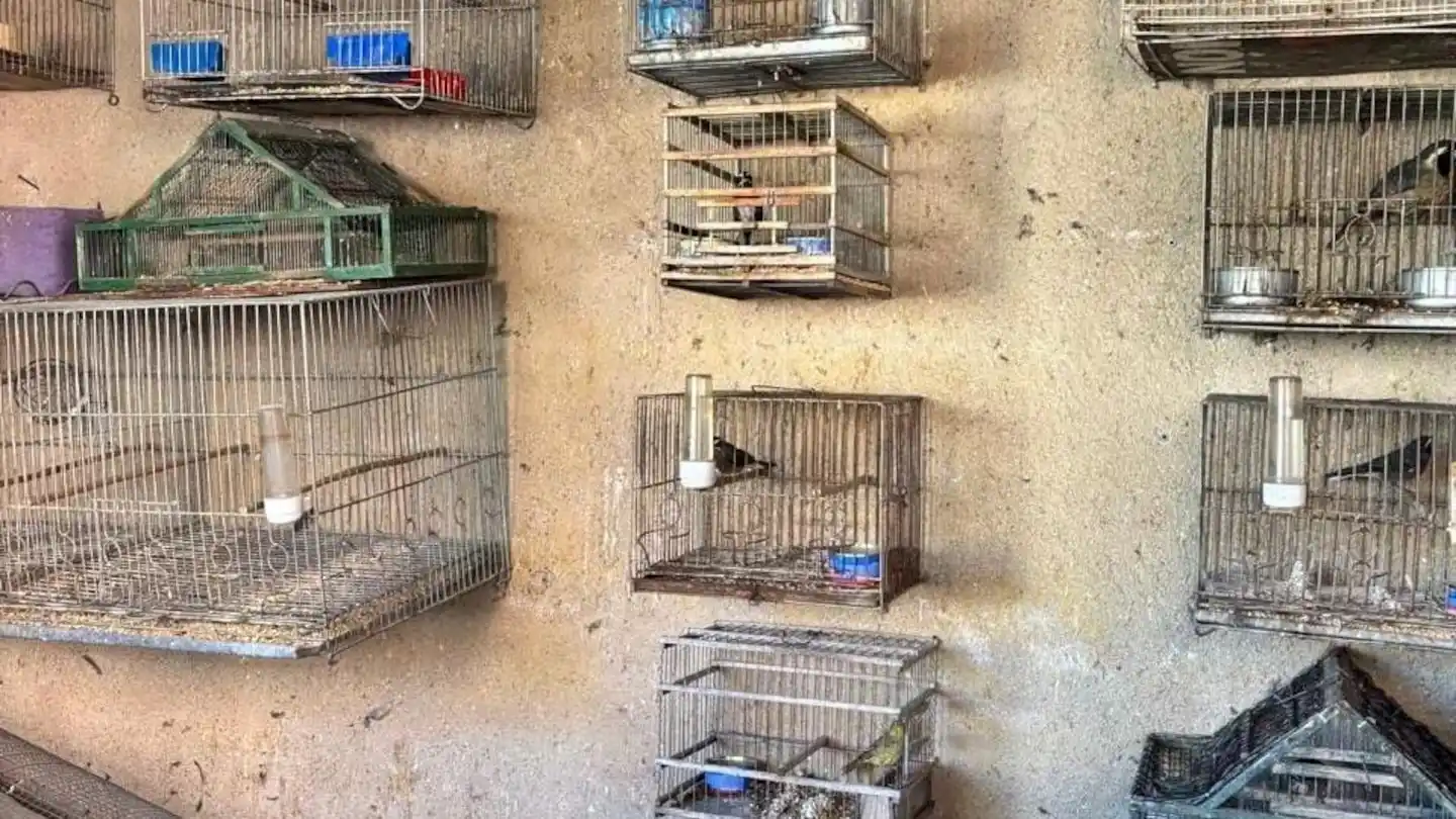 Decenas de jaulas y casi un centenar de aves en cautiverio.